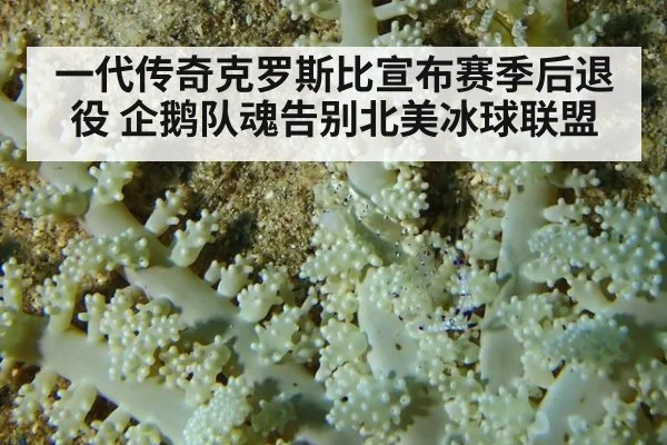 一代传奇克罗斯比宣布赛季后退役 企鹅队魂告别北美冰球联盟